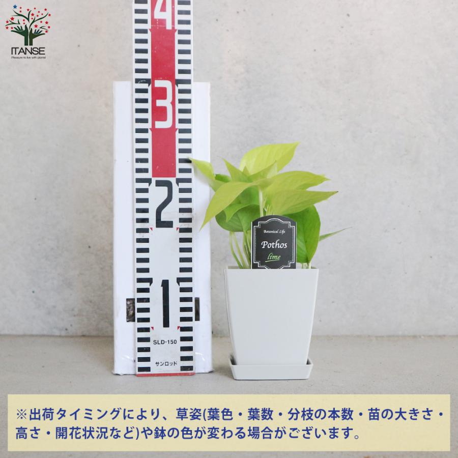 ITANSE ポトス ライム 観葉植物 角鉢4号 1個売り 人気 おしゃれ
