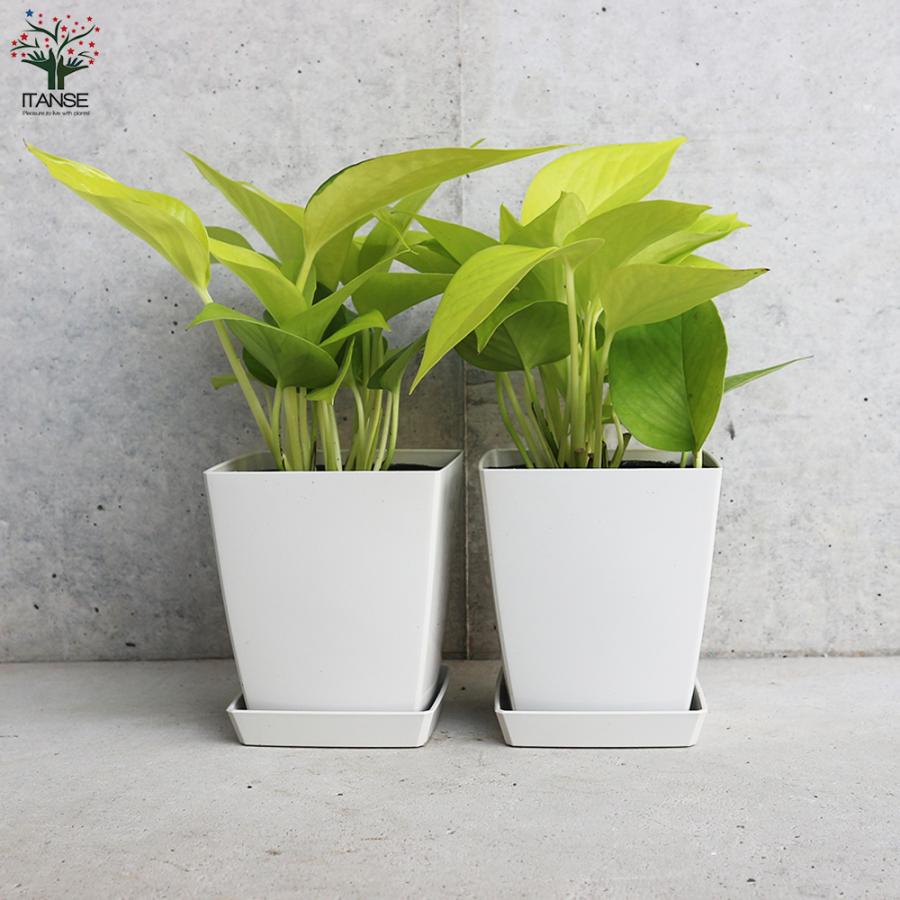 観葉植物 ポトス　 ITANSE ポトス ライム 観葉植物 角鉢4号 1個売り 人気 おしゃれ
