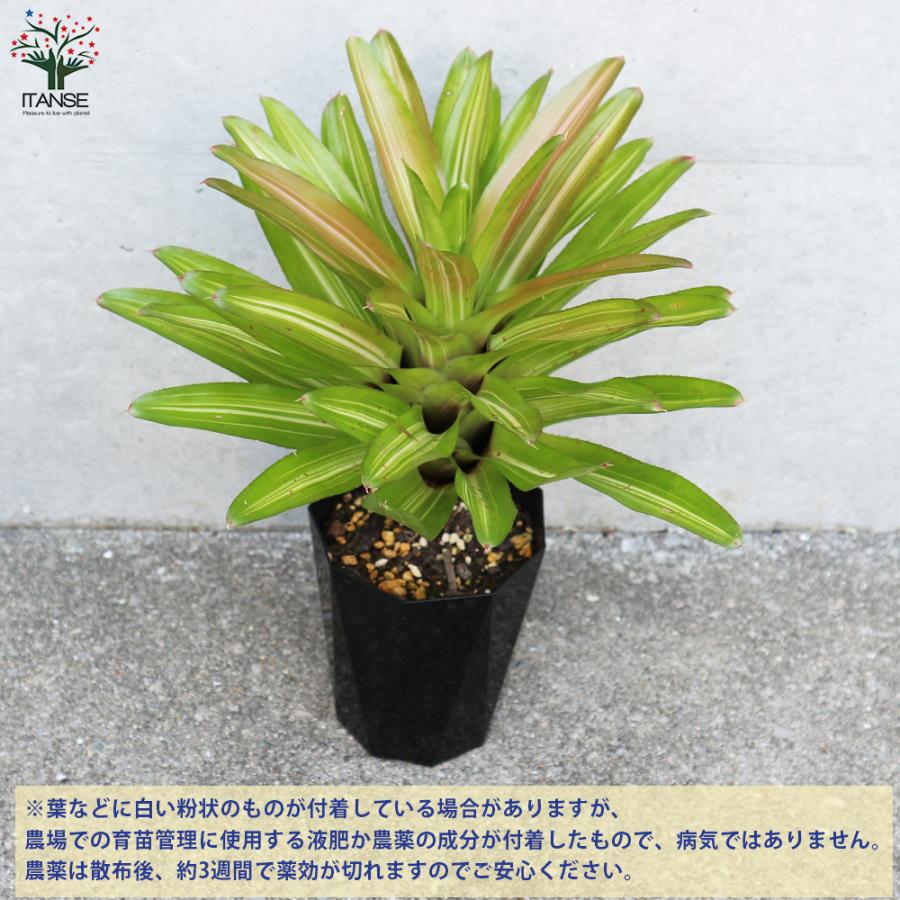 ITANSE ネオレゲリア インフィニティ 斑入り 観葉植物 4号鉢 1個売り