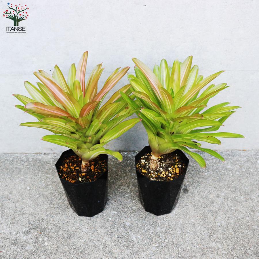 ITANSE ネオレゲリア インフィニティ 斑入り 観葉植物 4号鉢 1個売り