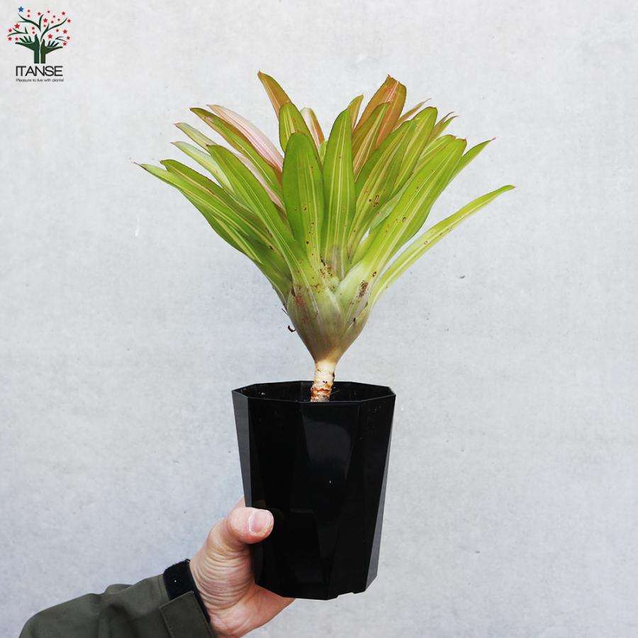 ITANSE ネオレゲリア インフィニティ 斑入り 観葉植物 4号鉢 1個売り