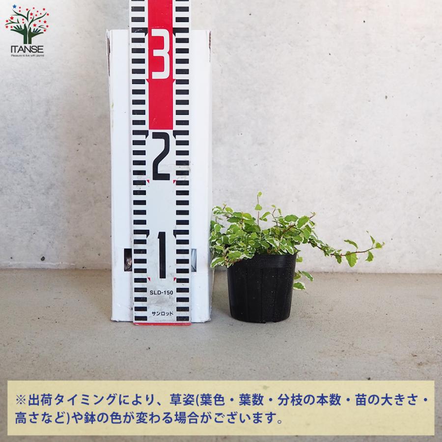 フィカス プミラ サニーホワイト(斑入り) 観葉植物 3号ポット お買い得