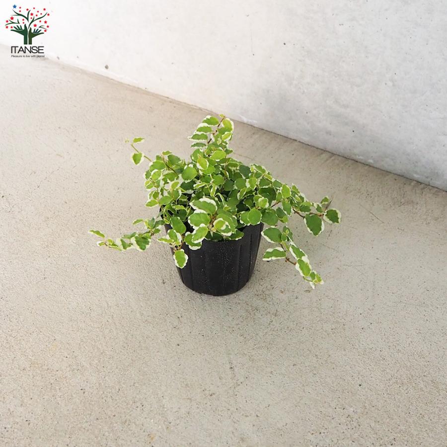 フィカス プミラ サニーホワイト(斑入り) 観葉植物 3号ポット お買い得