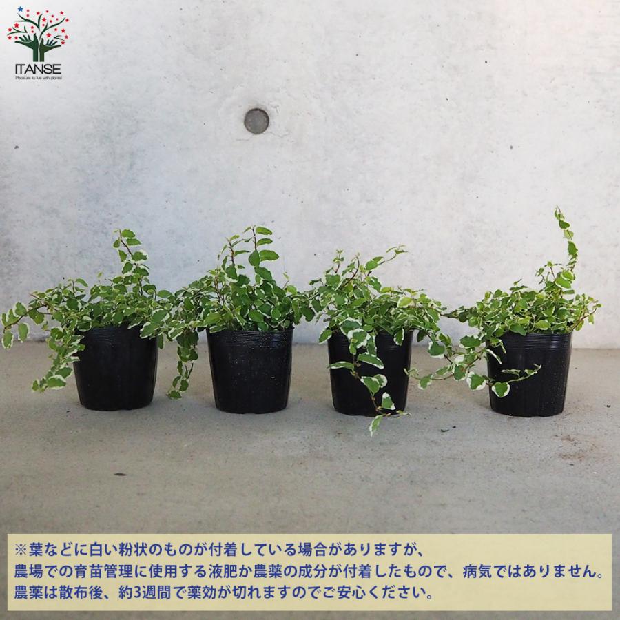 フィカス プミラ サニーホワイト(斑入り) 観葉植物 3号ポット お買い得