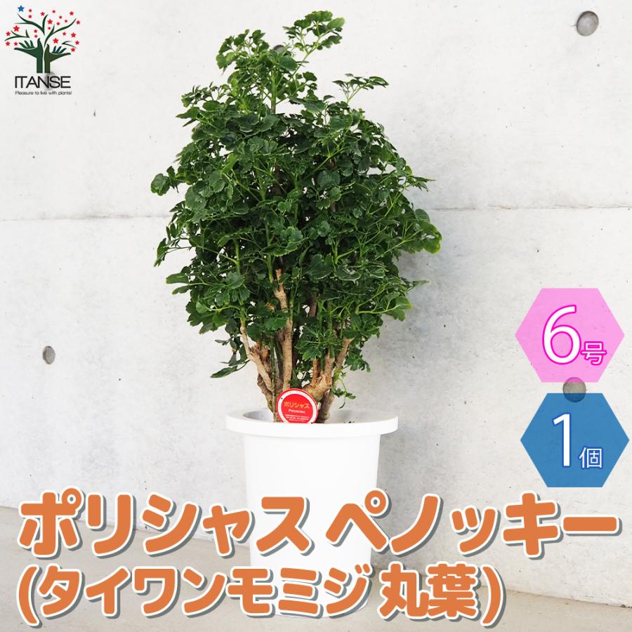 ポリシャス ペノッキー(タイワンモミジ丸葉) 観葉植物 7号鉢 1個売り