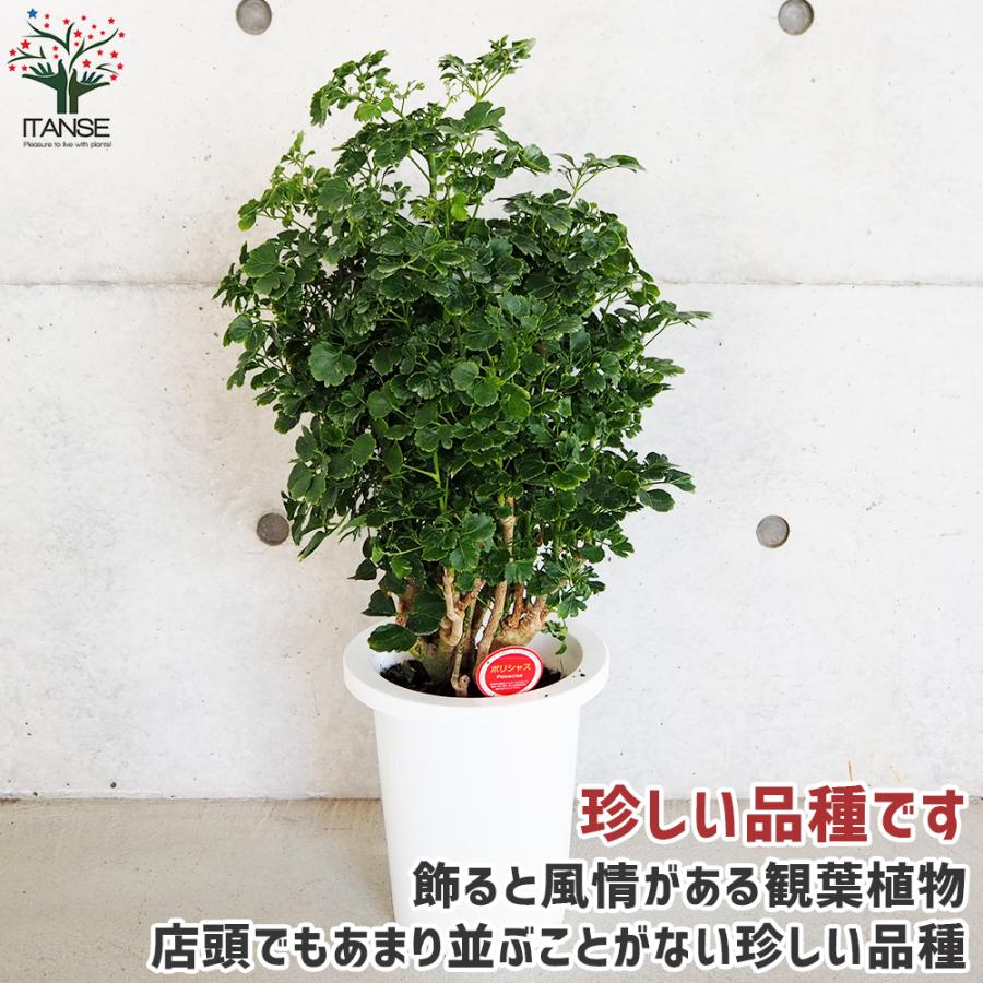 ポリシャス ペノッキー(タイワンモミジ丸葉) 観葉植物 7号鉢 1個売り