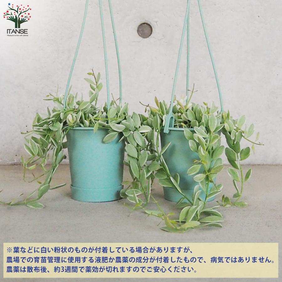ディスキディア エメラルド 観葉植物 3.5号吊り鉢 1個売り 人気