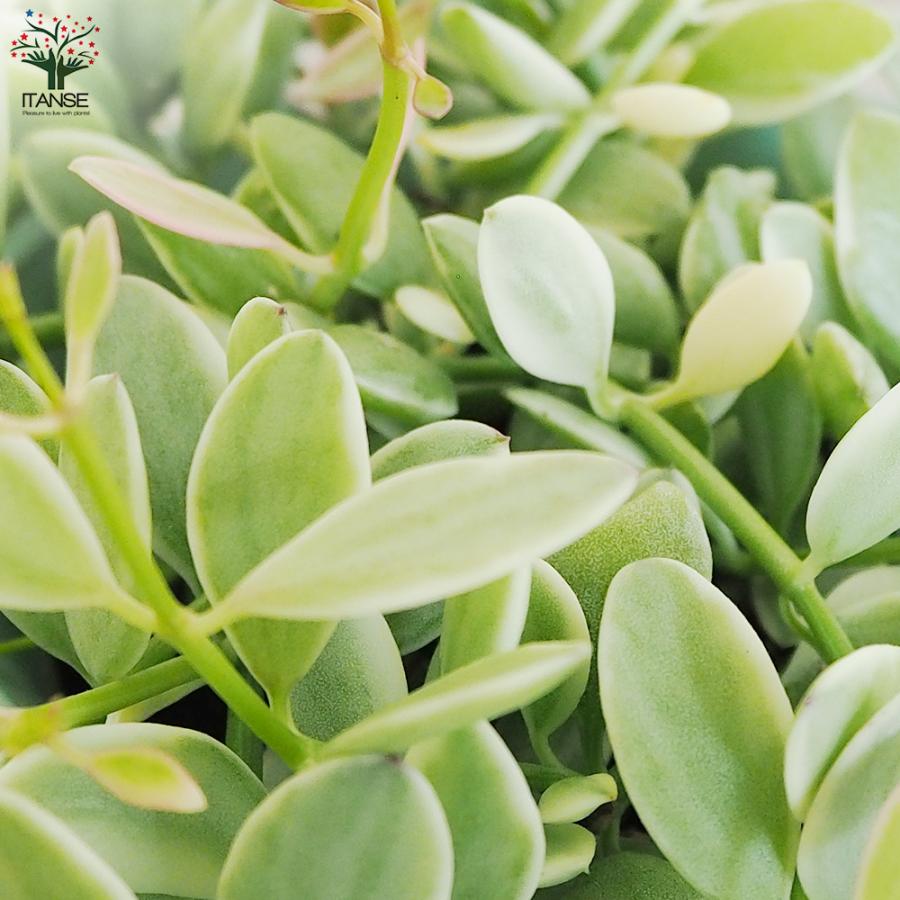 ディスキディア エメラルド 観葉植物 3.5号吊り鉢 1個売り 人気
