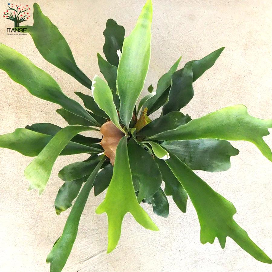 コウモリラン ネザランズ(ネザーランド) 観葉植物 5号鉢 1個売り 人気
