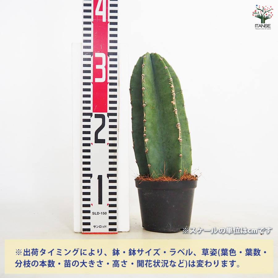 希少価値です大型のユニークな柱サボテンはいかがですか？ 柱サボテン 鬼面閣(キメンカク) 観葉植物 4.5号鉢 1個売り 人気
