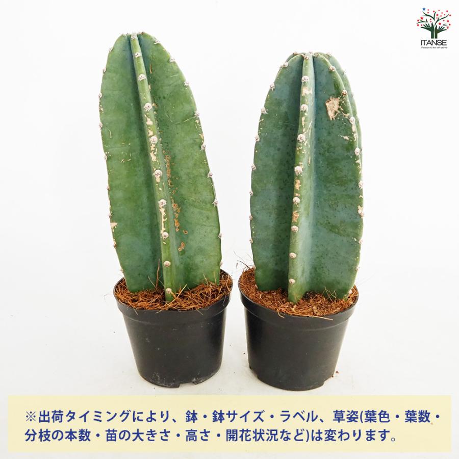 柱サボテン 鬼面閣(キメンカク) 観葉植物 4.5号鉢 1個売り 人気