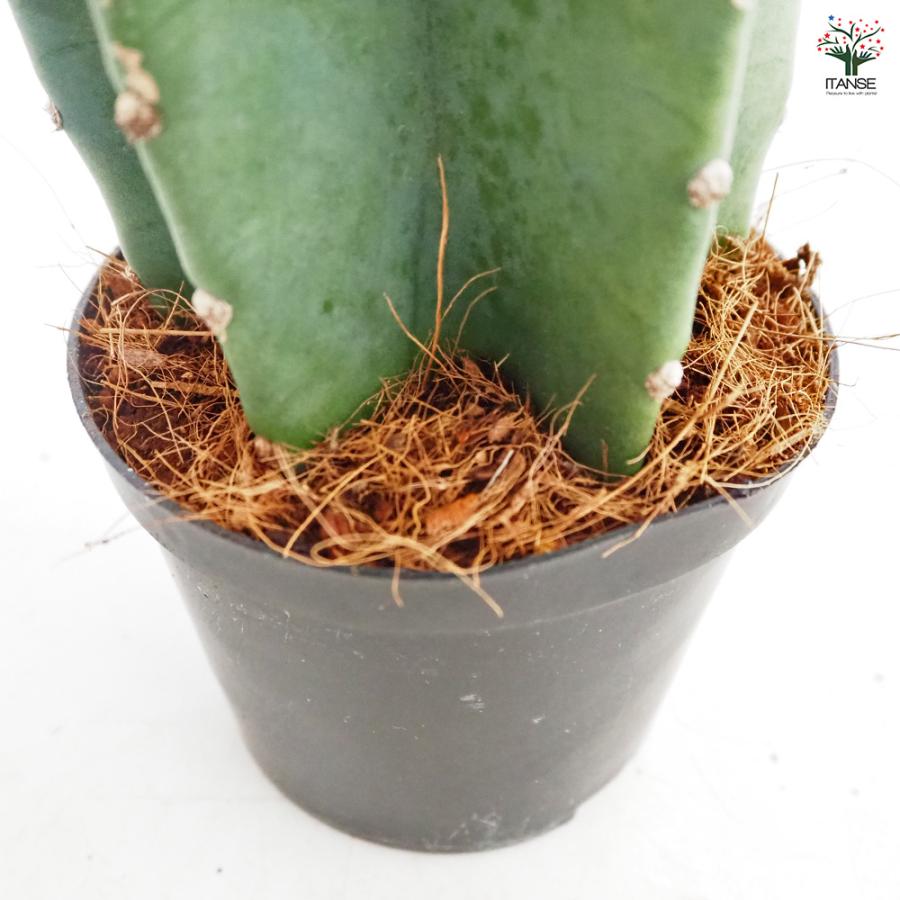 柱サボテン 鬼面閣(キメンカク) 観葉植物 4.5号鉢 1個売り 人気