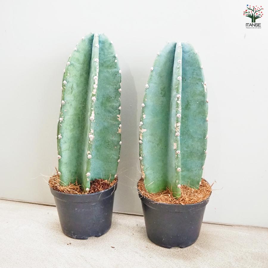 柱サボテン 鬼面閣(キメンカク) 観葉植物 4.5号鉢 1個売り 人気