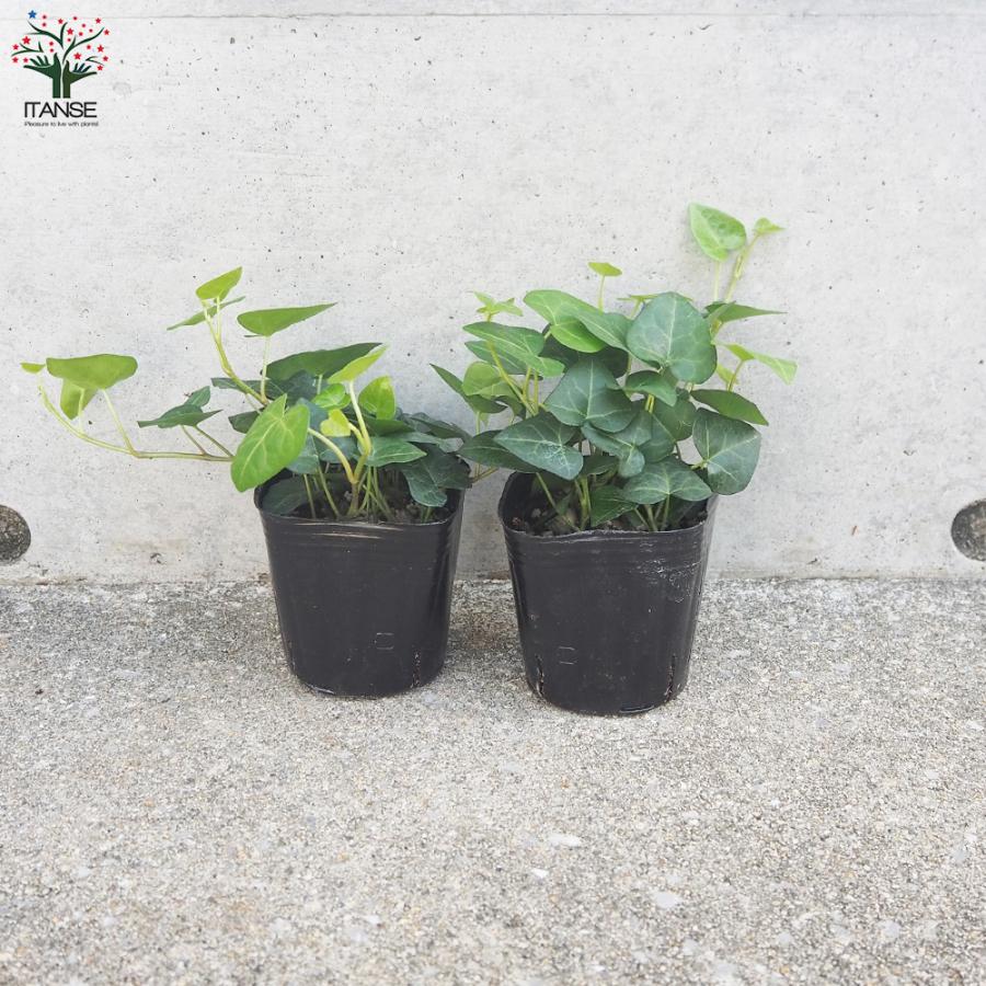 ITANSE ハートヘデラ 観葉植物 3号ポット お買い得2個セット 人気 観葉植物 おしゃれ インテリア 観賞 送料無料 イタンセ公式