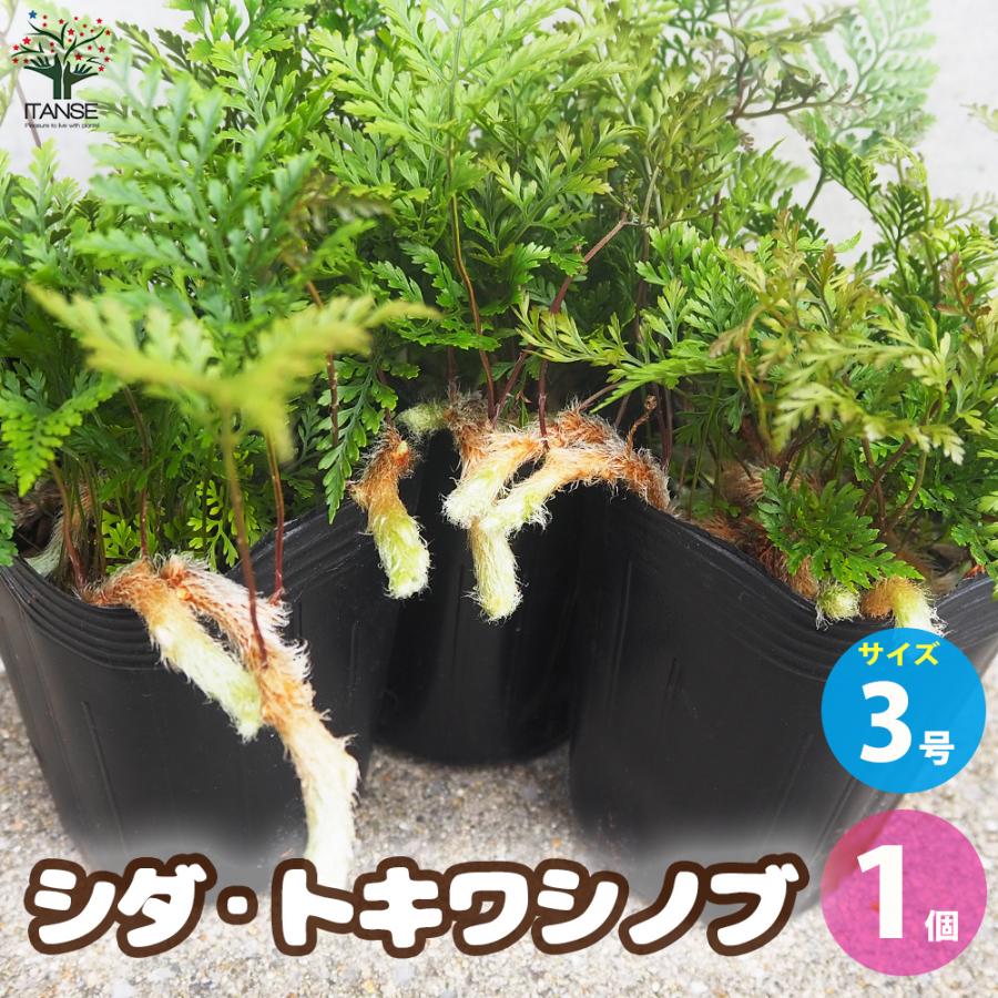 ITANSE シダ トキワシノブ 観葉植物 3号ロングポット 1個売り 人気 観葉植物 おしゃれ インテリア 観賞 送料無料 イタンセ公式
