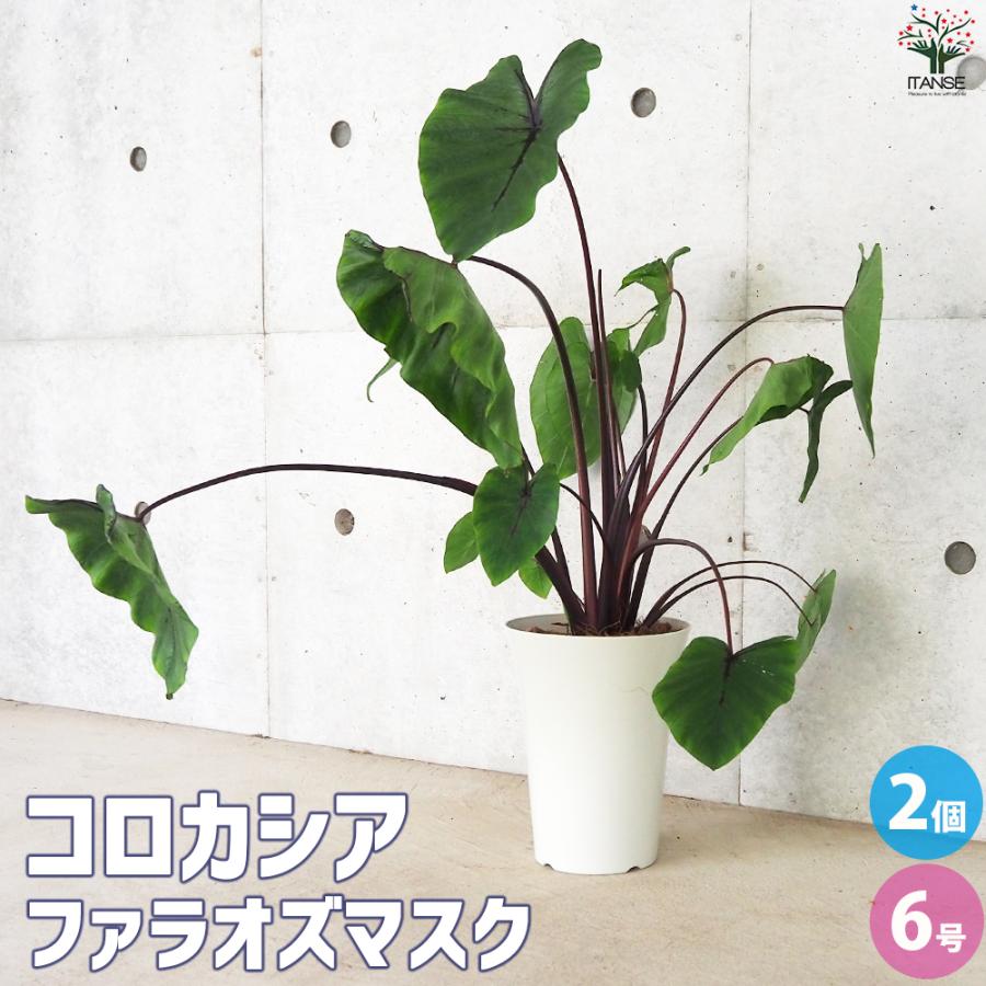 ITANSE コロカシア ファラオズマスク 観葉植物 6号鉢/お買い得2個