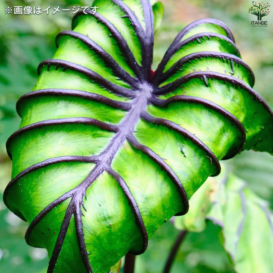 ITANSE コロカシア ファラオズマスク 観葉植物 6号鉢/お買い得2個