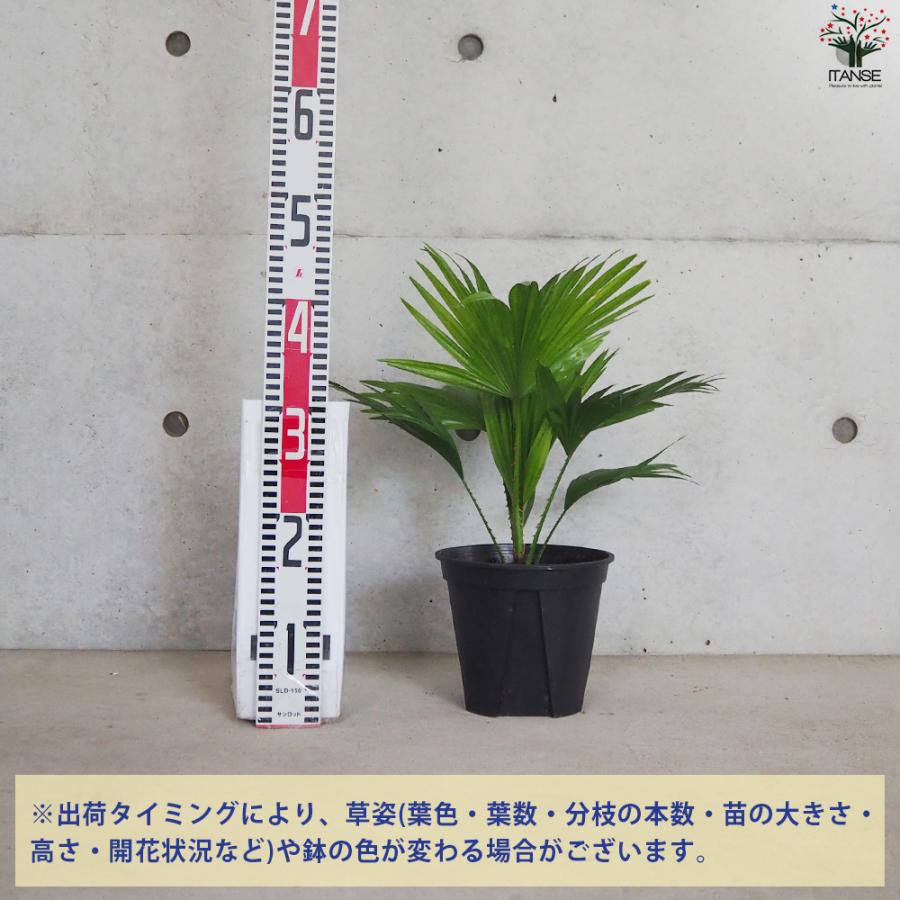 ITANSE ビロウヤシ 観葉植物 6号鉢/1個売り ヤシ ヤシ科 ジャワビロウ 
