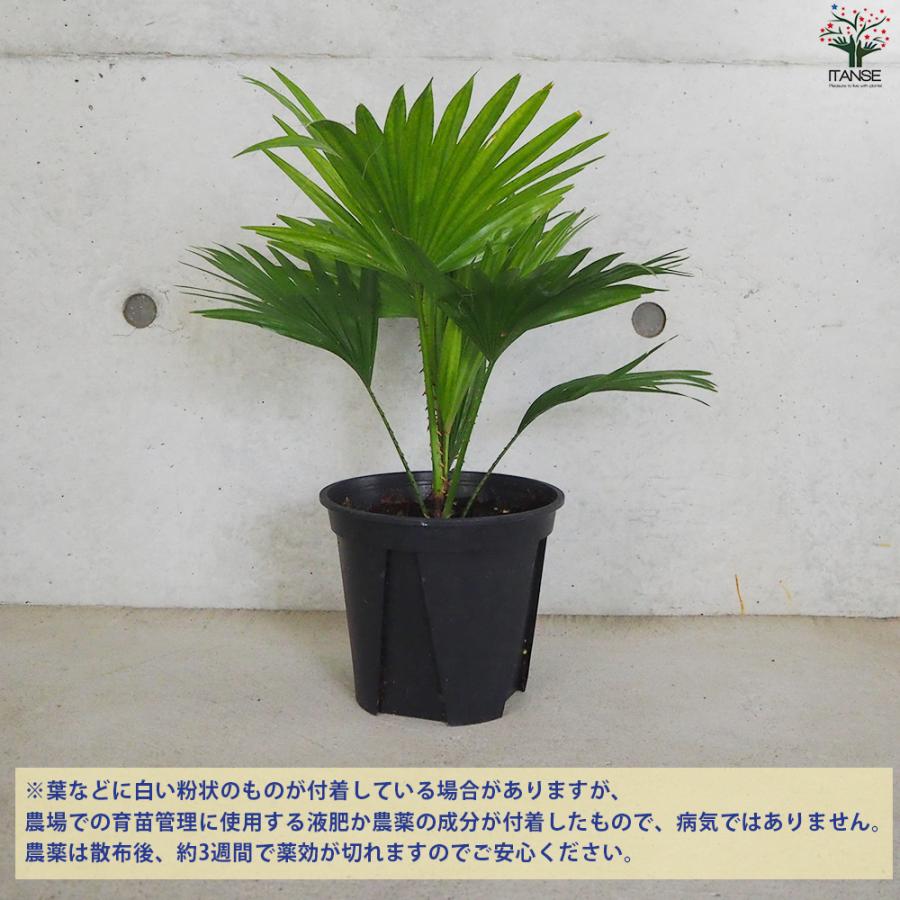 ITANSE ビロウヤシ 観葉植物 6号鉢/1個売り ヤシ ヤシ科 ジャワビロウ