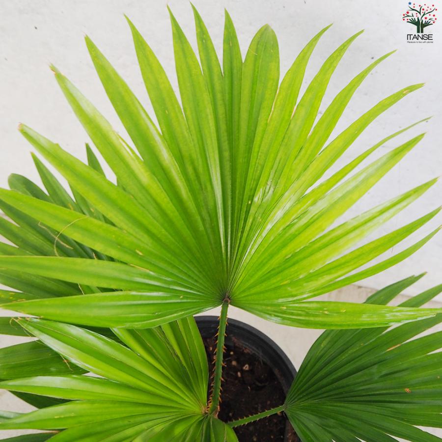 ITANSE ビロウヤシ 観葉植物 6号鉢/1個売り ヤシ ヤシ科 ジャワビロウ