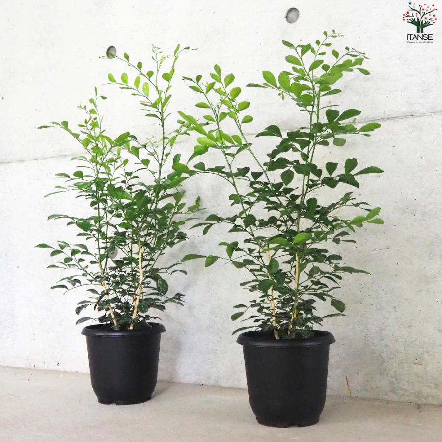 ITANSE シルクジャスミン 観葉植物 5号鉢/1個売り ゲッキツ リビング