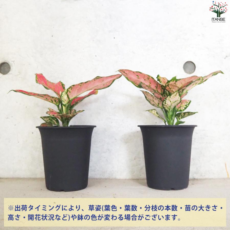 ITANSE アグラオネマ ビューティ 観葉植物 4号鉢/1個売り オフィス 