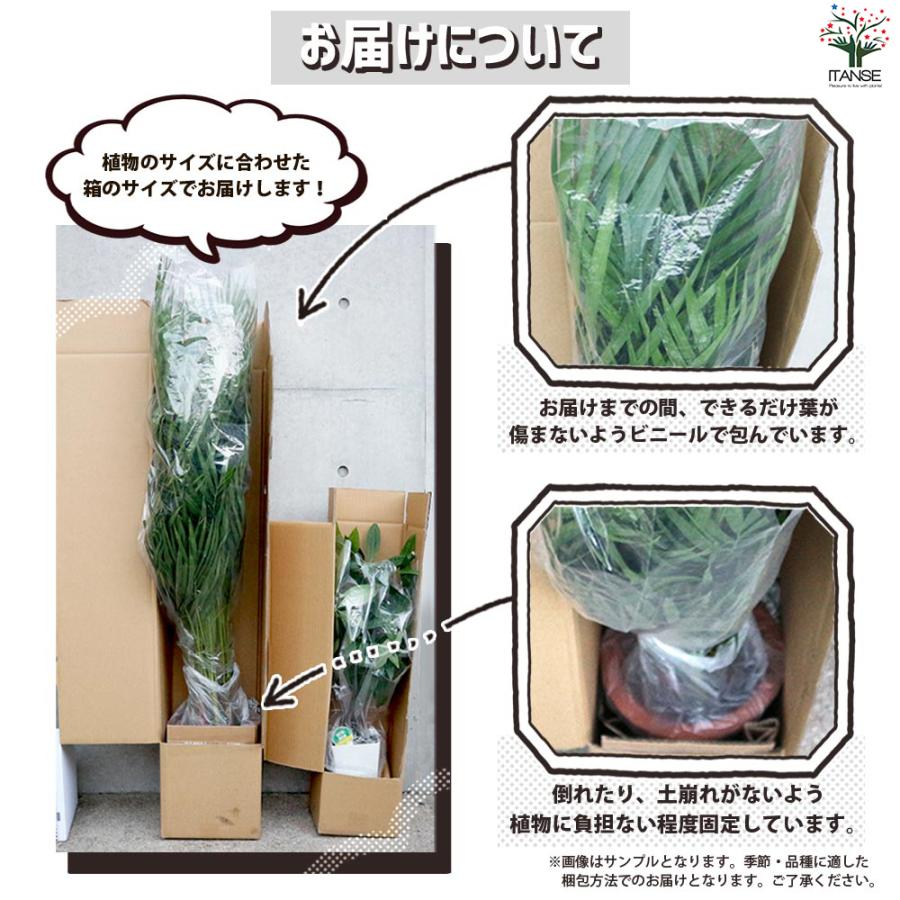 ITANSE ストレリチア レギネ 極楽鳥花 観葉植物 7号鉢/1個売り 観葉