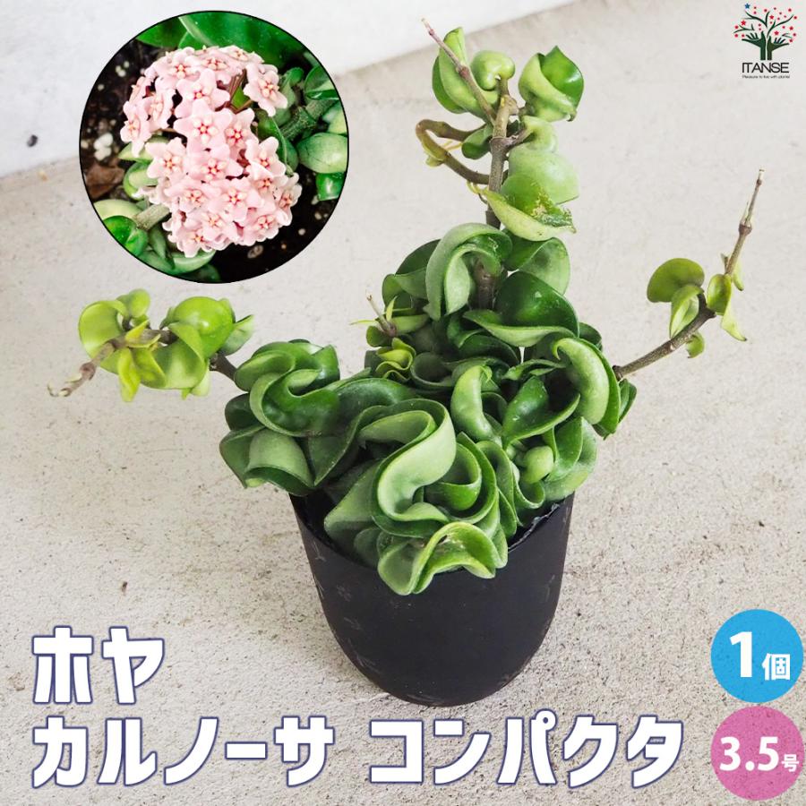 【hyn☆*。】ホヤ インフラータ NS 05-055 2種類サクララン ITANSE ホヤ (桜ラン) カルノーサ コンパクタ 観葉植物 3.5号ポット/1