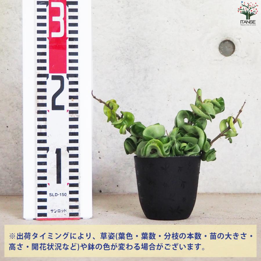 ITANSE ホヤ (桜ラン) カルノーサ コンパクタ 観葉植物 3.5号ポット/1