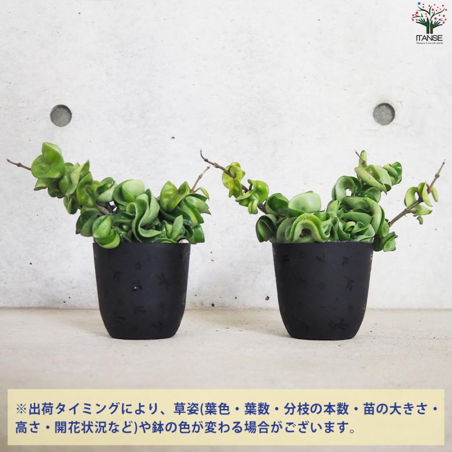 ITANSE ホヤ (桜ラン) カルノーサ コンパクタ 観葉植物 3.5号ポット/1