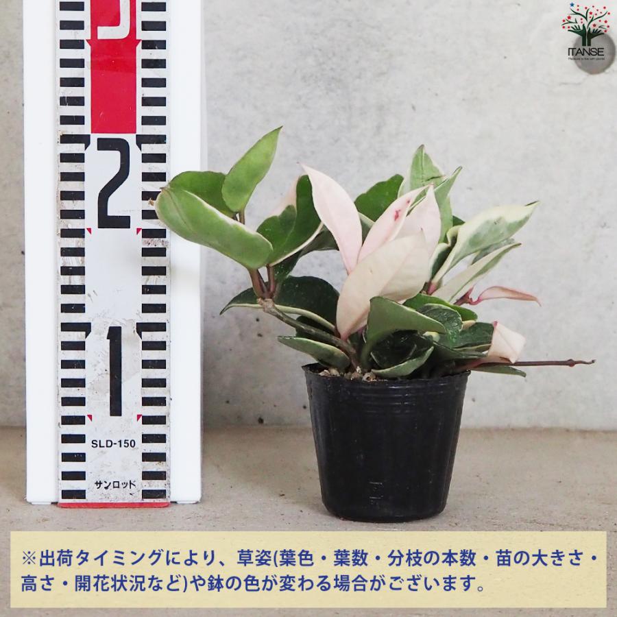 ITANSE ホヤ (桜ラン) カルノーサ リップカラー 観葉植物 3号ポット/お買い得2個セット 観葉 インテリア イタンセ公式｜itanse｜02