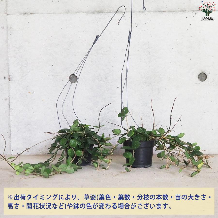 ITANSE ホヤ (桜ラン) マチルダ 観葉植物 吊鉢4号鉢/1個売り 観葉 インテリア イタンセ公式｜itanse｜03