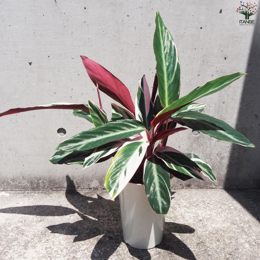 ITANSE ストロマンテ サンギネア トリオスター 観葉植物 6号鉢/1個売り