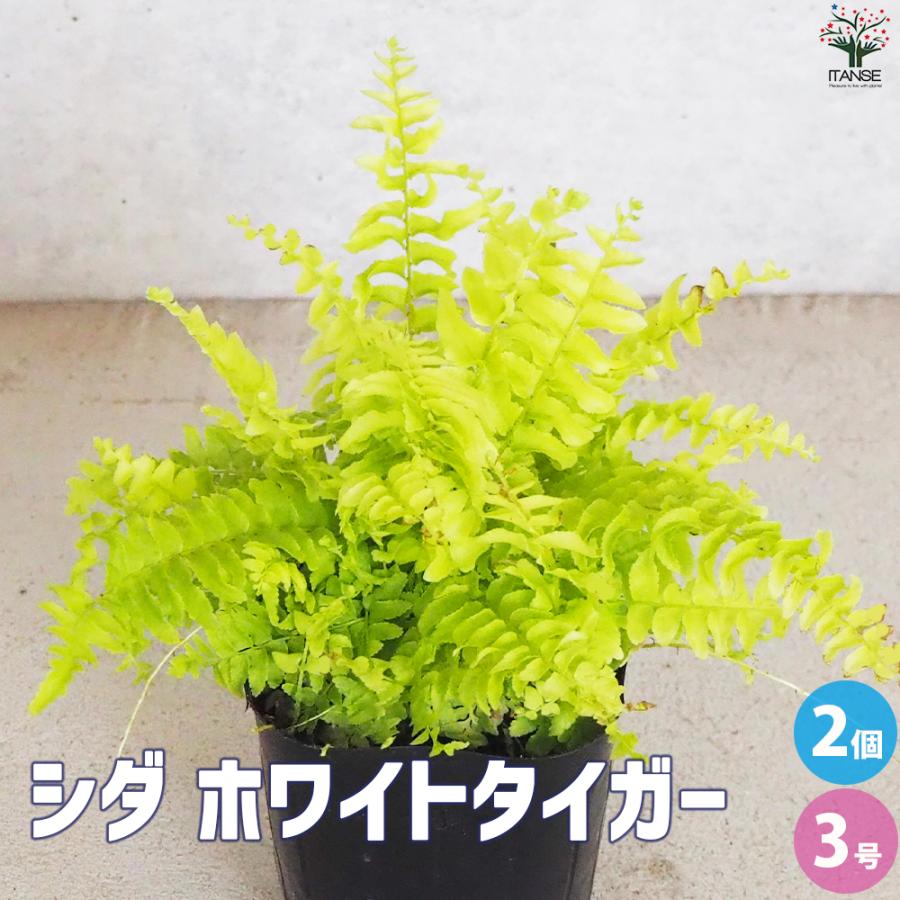 ITANSE シダ ネフロレピス ホワイトタイガー 観葉植物 3号ポット