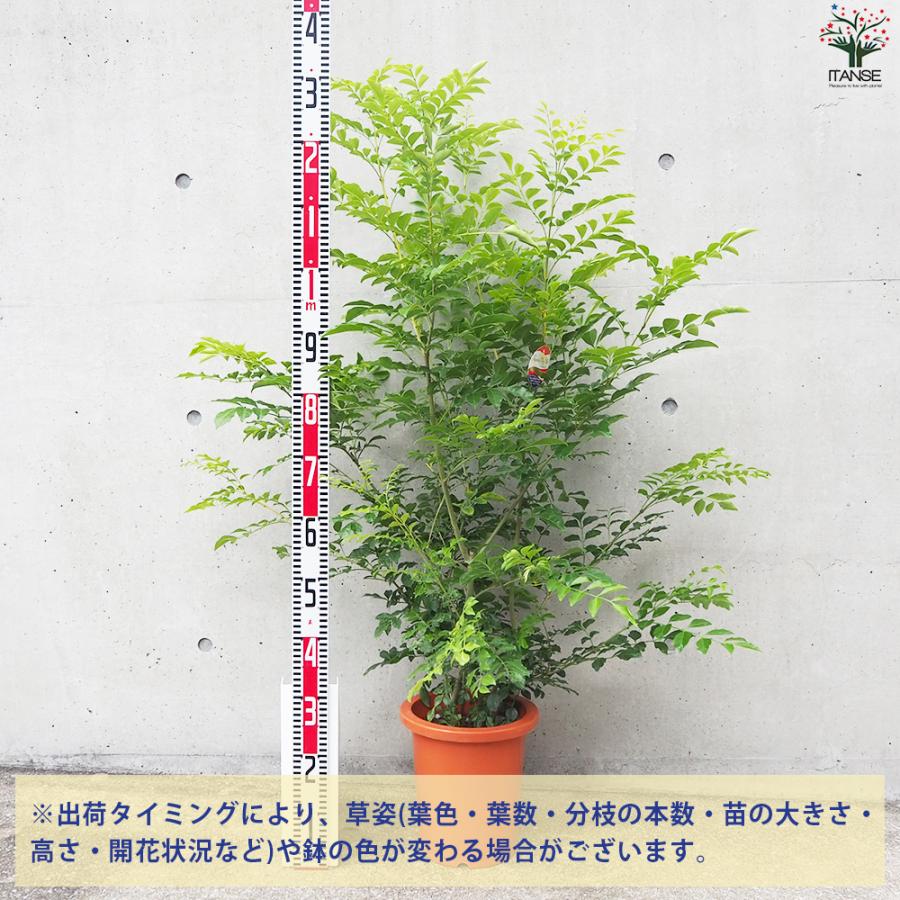 ITANSE シマトネリコ 観葉植物 8号鉢/1個売り タイワンシオジ Fraxinus