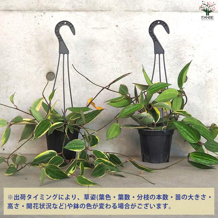 ITANSE ホヤ ゴールデンマージン 観葉植物 4号ポット/お買い得2個セット サクララン ワックスプラント イタンセ公式｜itanse｜03