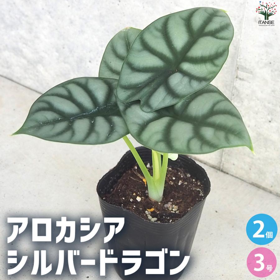 ITANSE アロカシア・ シルバードラゴン 観葉植物 3号ポット/お買い得2