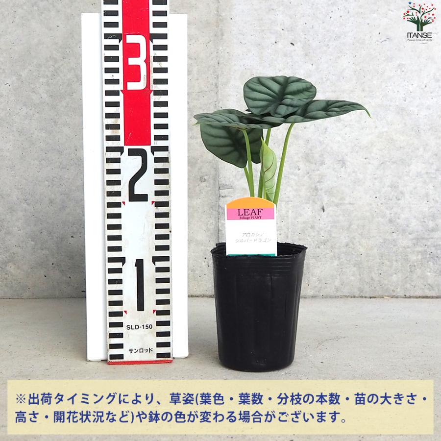 ITANSE アロカシア・ シルバードラゴン 観葉植物 3号ポット/お買い得2