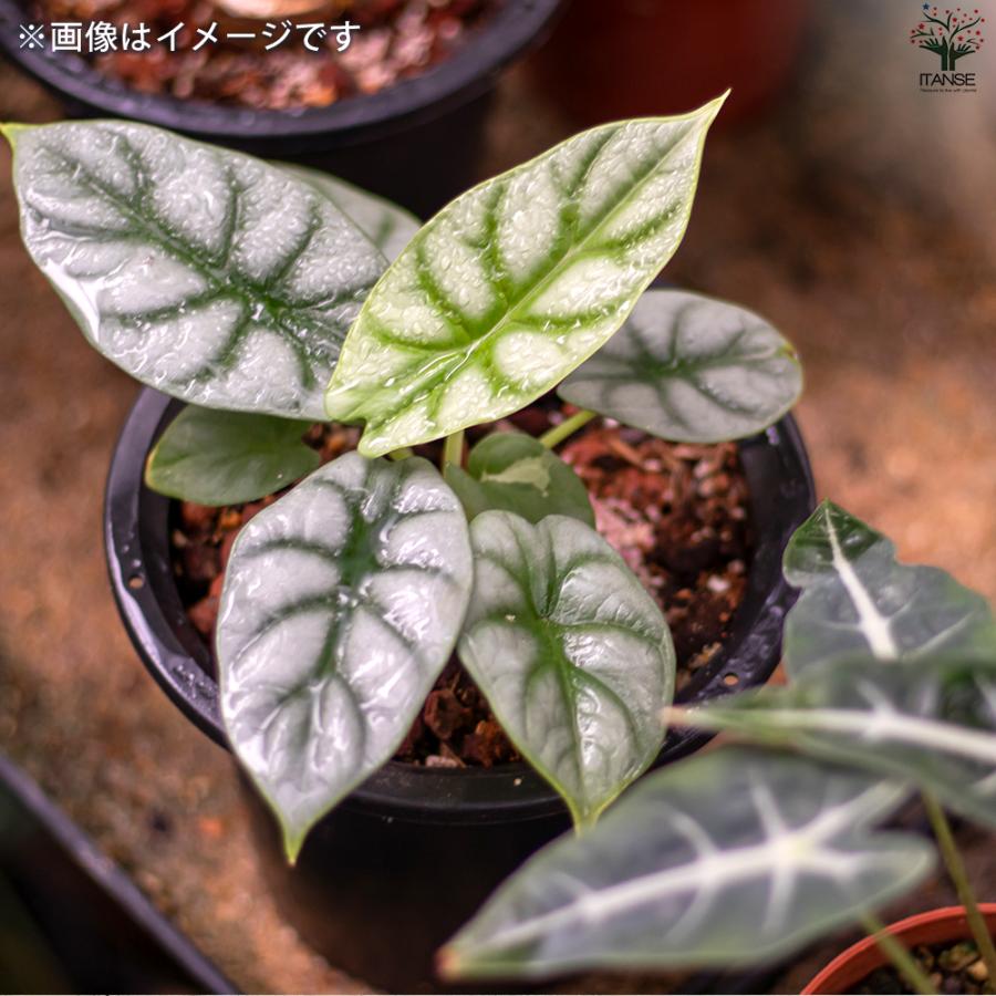 ITANSE アロカシア・ シルバードラゴン 観葉植物 3号ポット/お買い得2