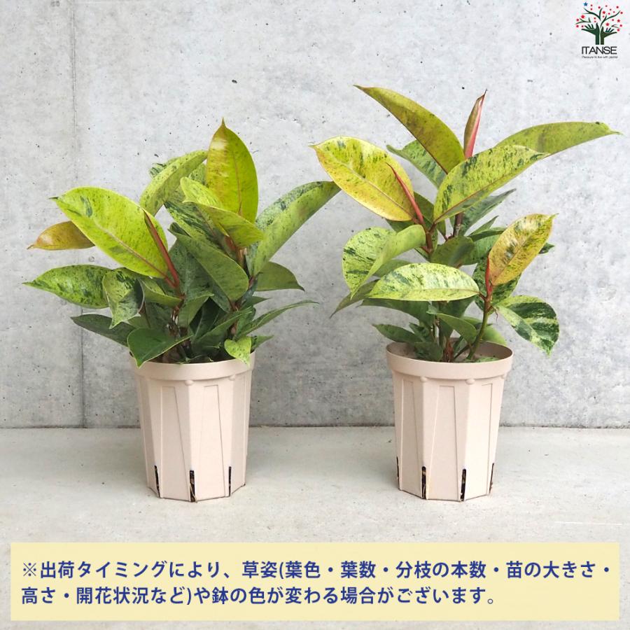 ITANSE 観葉植物 フィカス・ジン 観葉植物 4号鉢/1個売り リビング オフィス ガーデニング 観賞用 イタンセ公式｜itanse｜03