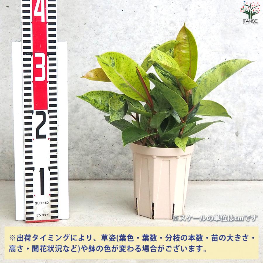 ITANSE 観葉植物 フィカス・ジン 観葉植物 4号鉢/お買い得4個セット リビング オフィス ガーデニング 観賞用 イタンセ公式｜itanse｜02