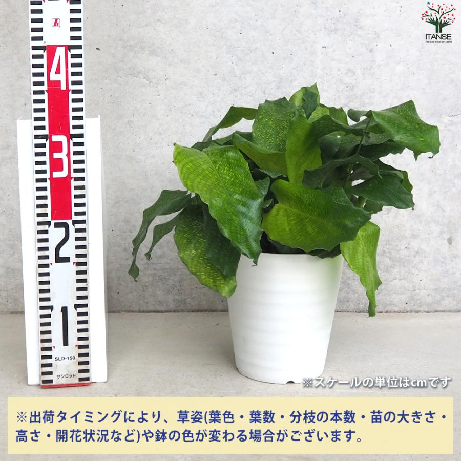 ITANSE 観葉植物 カラテア ムサイカ(モザイク) 5号鉢/お買い得2個