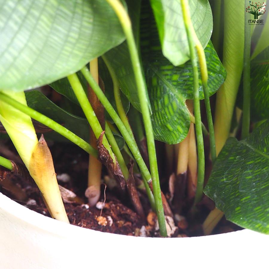 ITANSE 観葉植物 カラテア ムサイカ(モザイク) 5号鉢/お買い得2個