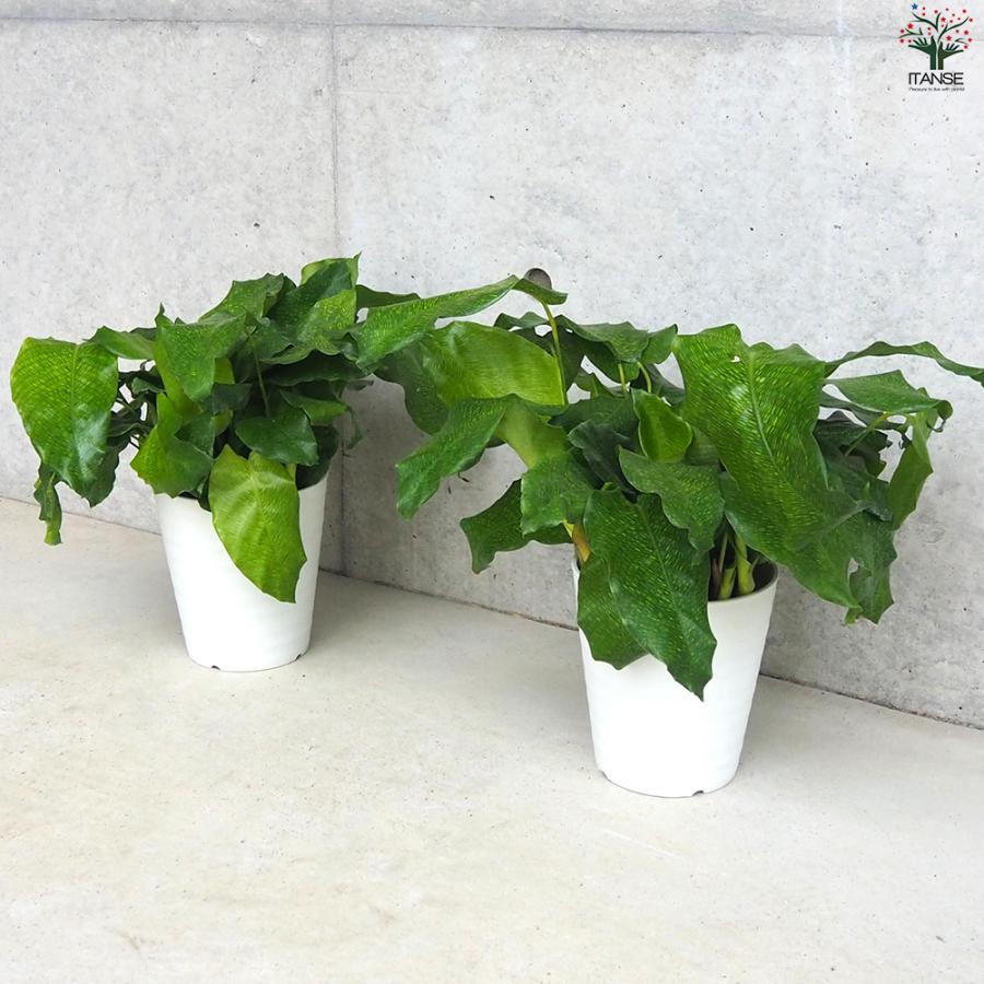 ITANSE 観葉植物 カラテア ムサイカ(モザイク) 5号鉢/お買い得2個
