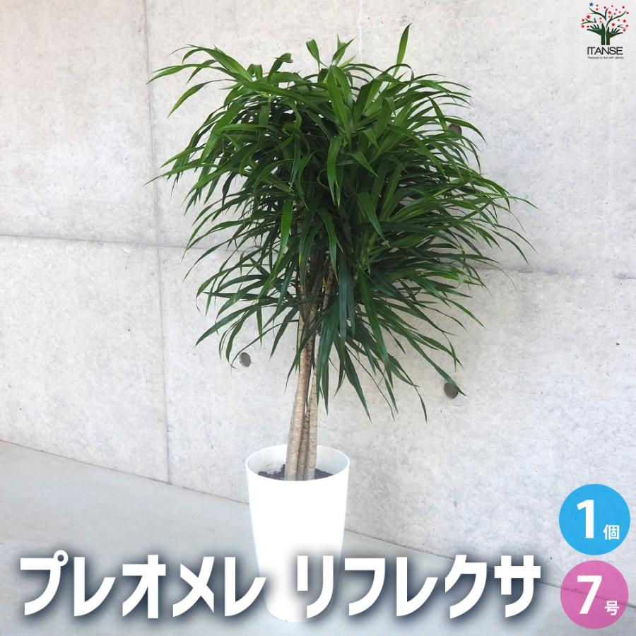 観葉植物 ドラセナ リフレクサ 7号鉢 120センチ 美形 優良株 写真現物 観葉植物 ドラセナ・リフレクサ（レフレクサ / アングスティ