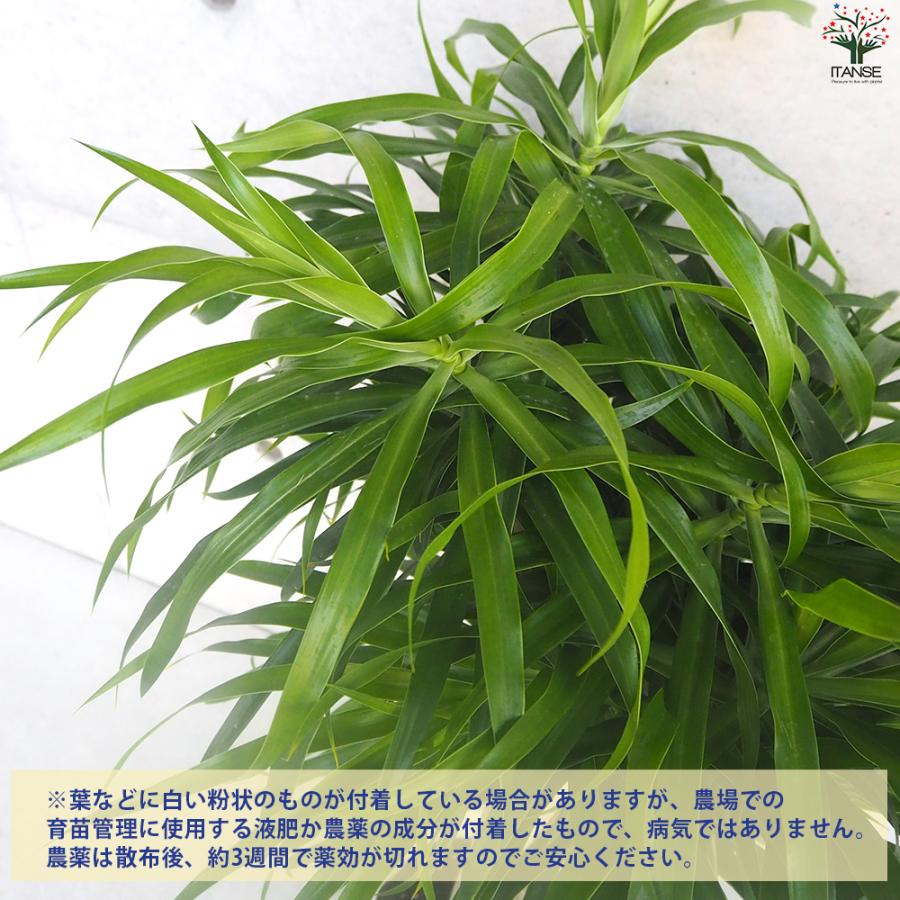 ITANSE 観葉植物 プレオメレ・リフレクサ 7号鉢/1個売り