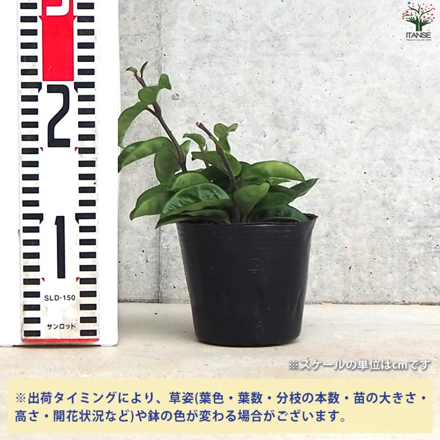 ITANSE ホヤ クリンクルエイト 観葉植物 4号ポット/1個売り サクララン