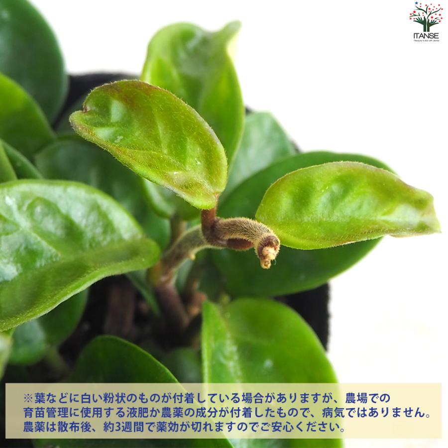 ITANSE ホヤ クリンクルエイト 観葉植物 4号ポット/1個売り サクララン