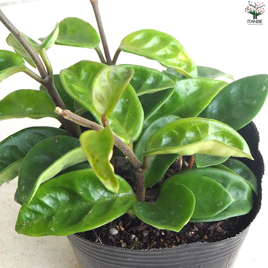 ITANSE ホヤ クリンクルエイト 観葉植物 4号ポット/1個売り サクララン