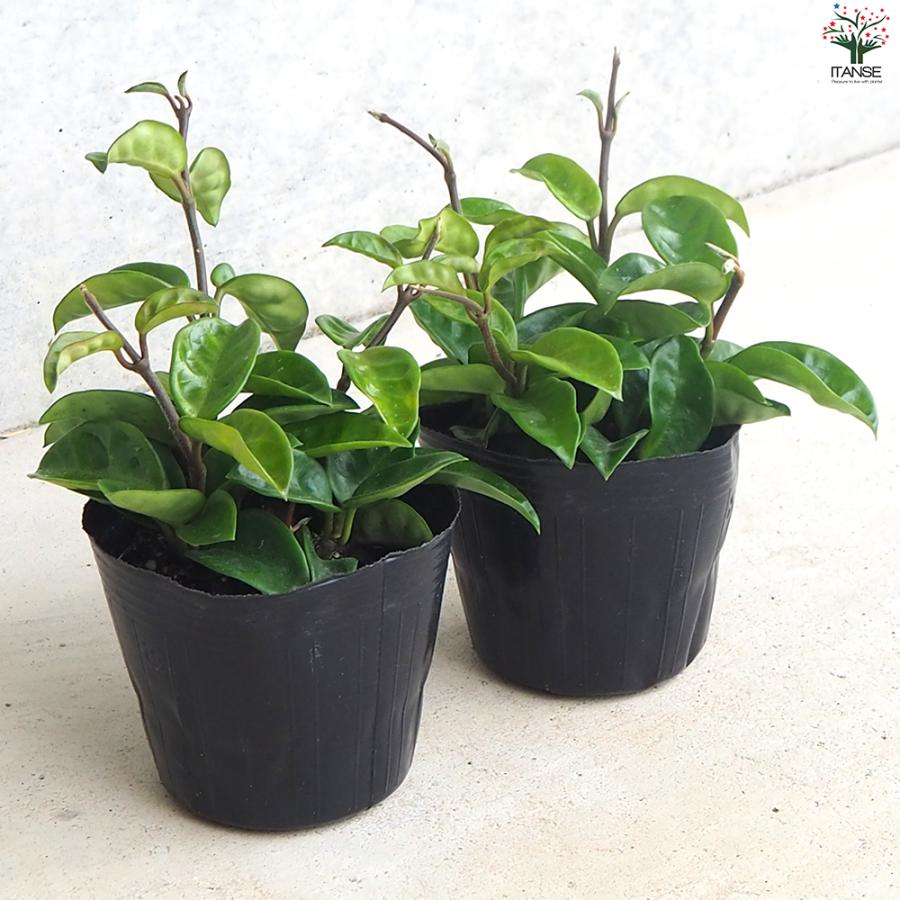 ITANSE ホヤ クリンクルエイト 観葉植物 4号ポット/1個売り サクララン